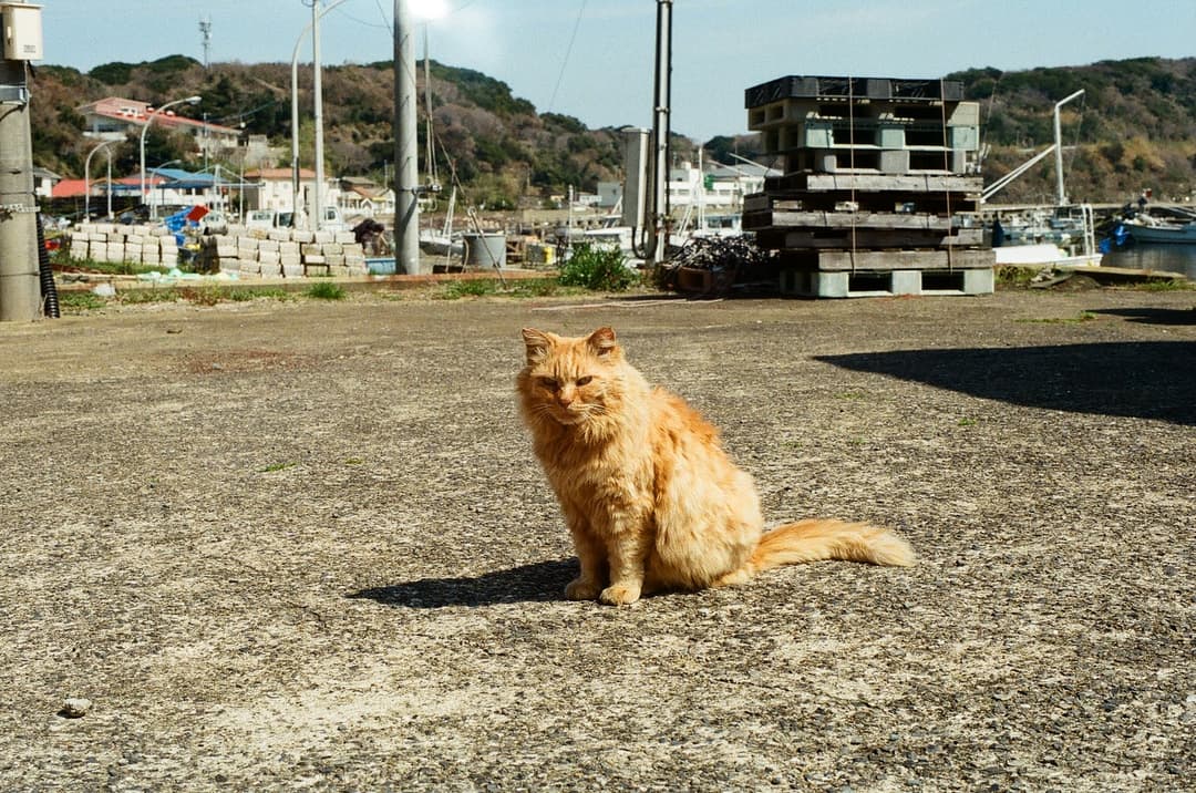 Ainoshima