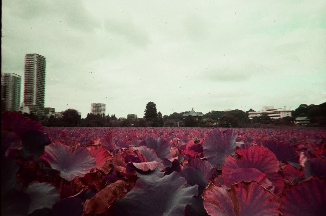 LomoChrome Purple